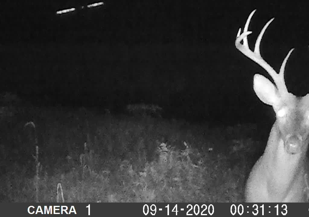 2020 Deer Cams